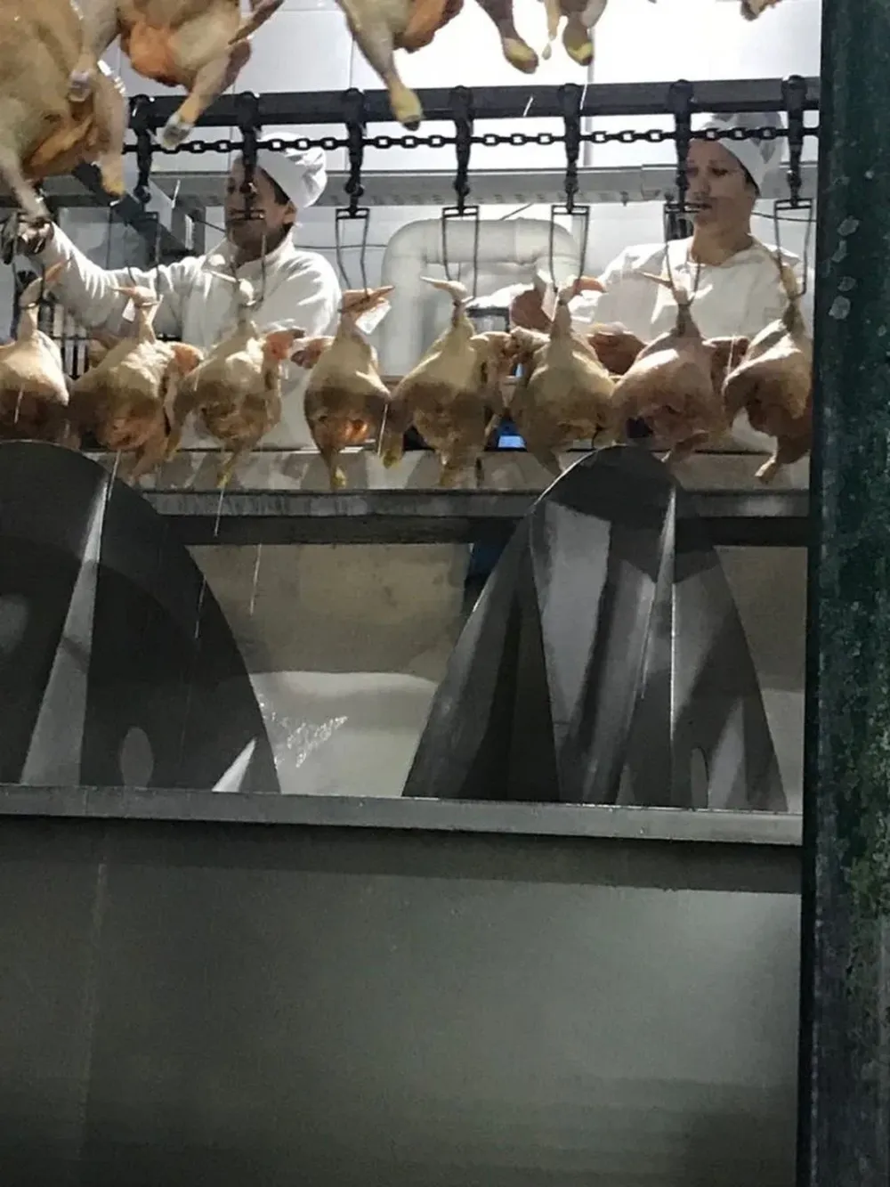 Cubanos trabajando en El Poyote