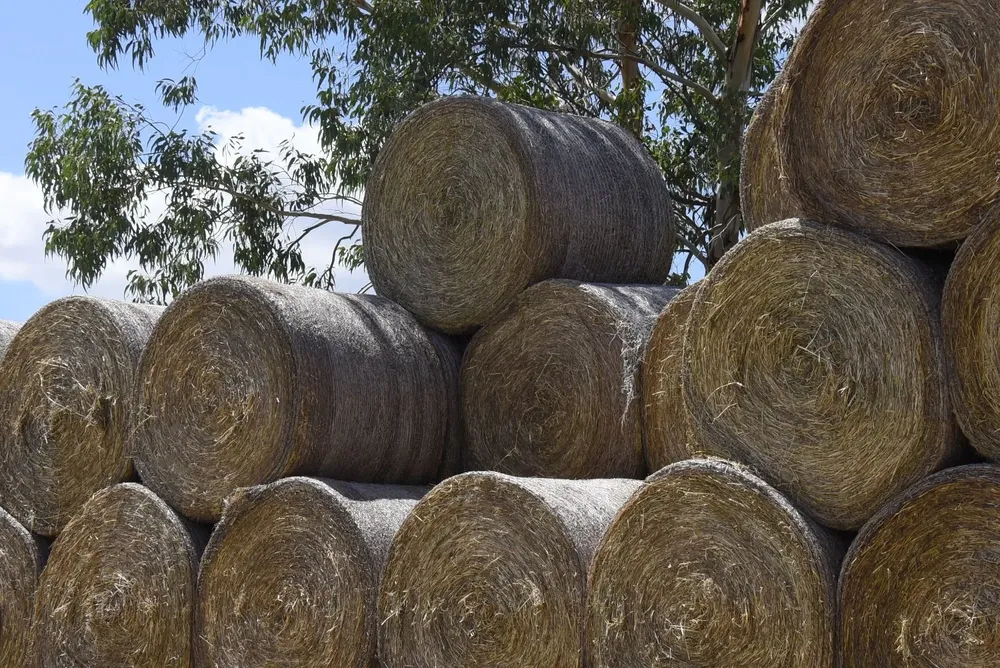 Fardos, insumo clave cuando merma la oferta del campo natural y las pasturas instaladas.