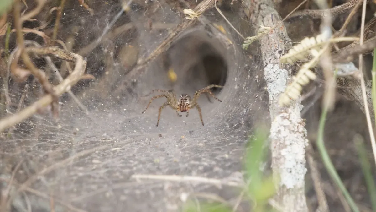 Descubren especies de arañas inéditas en Uruguay dentro de área ...