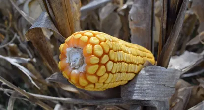 Tras el boom de la soja, se viene un Uruguay más maicero