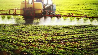 Las plantas modificadas para producir feromonas podrían reducir drásticamente el uso de plaguicidas.