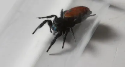 El Observador | 0000347597.webp