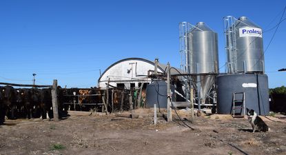 Directivo de tamberos de Canelones habló de lechería estancada: 100.000 bovinos de leche menos que hace 10 años