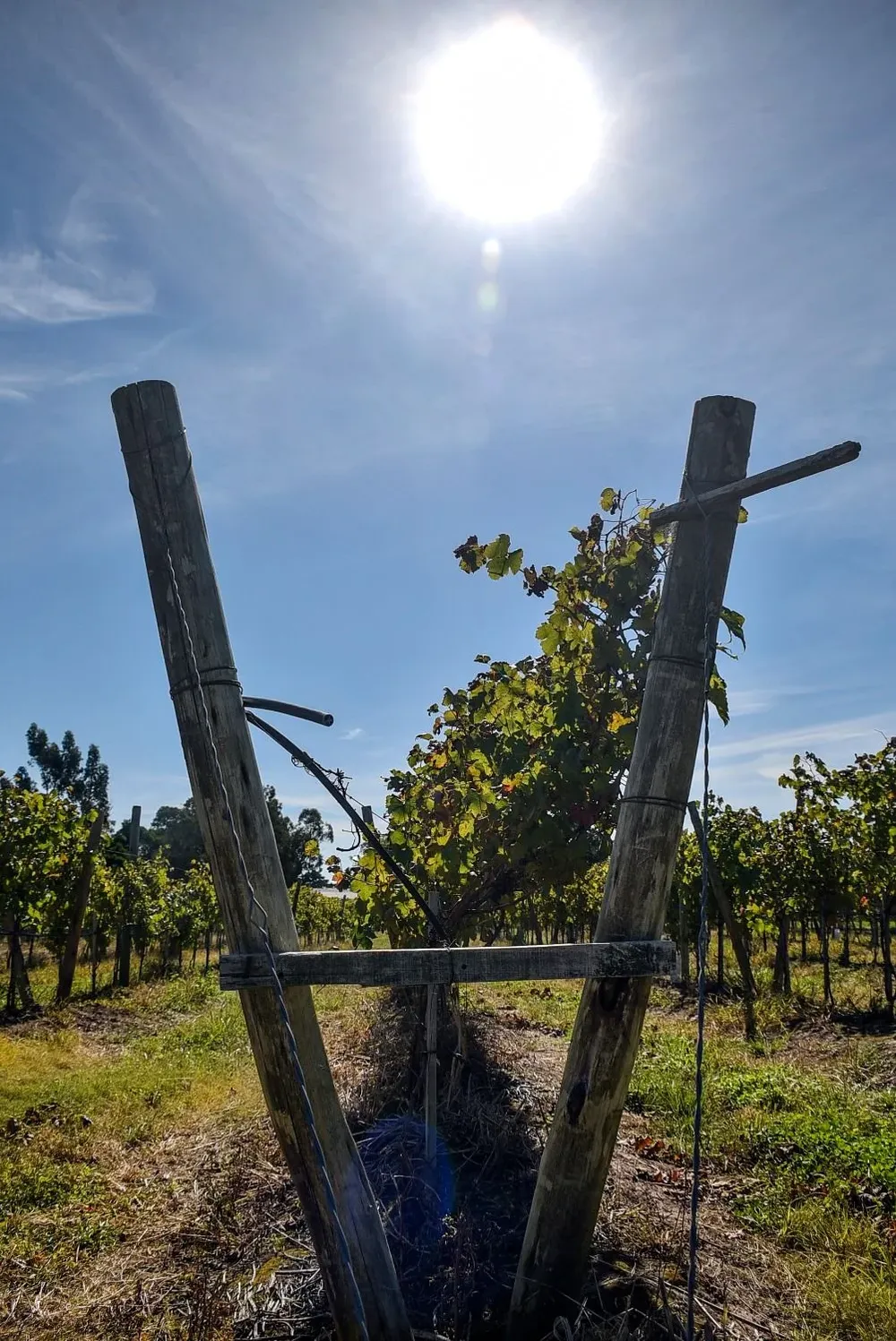 Las bodegas fueron un ejemplo de éxito de esta estrategia en 2021