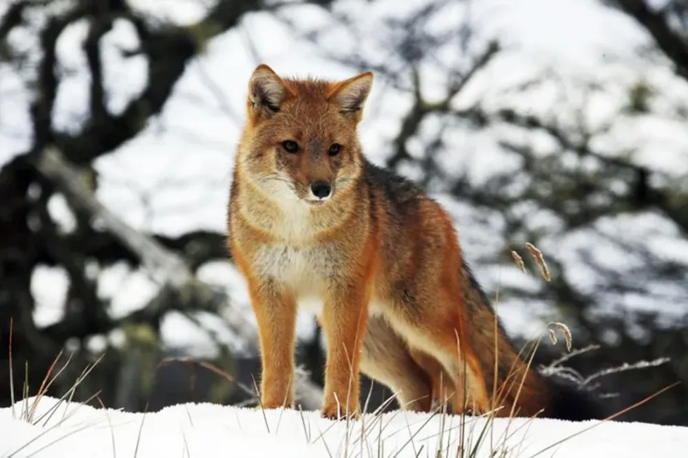 El zorro cúlpeo, uno de los habitantes del parque.