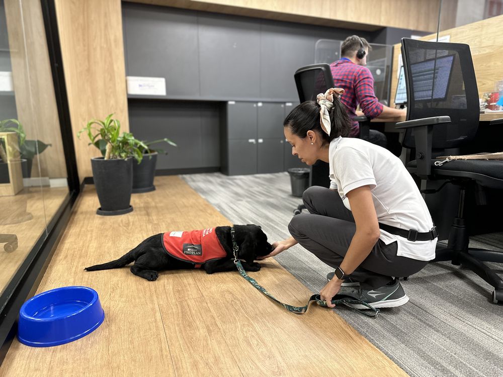 Berta, una cachorra labradora de cuatro meses que se encuentra en proceso de entrenamiento para convertirse en perro guía.