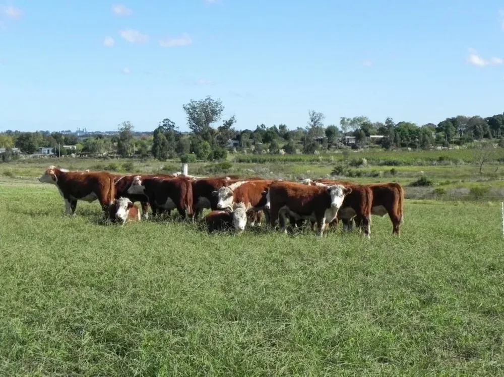 El buen tiempo juega a favor de los productores ganaderos