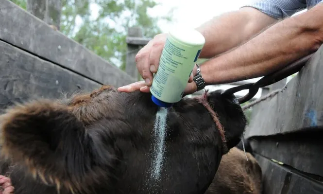 En París expertos de 180 países analizan la situación de la sanidad animal a nivel mundial