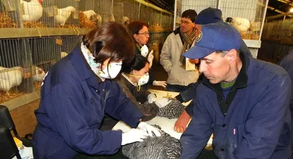 El Observador | Veterinarios del MGAP controlan al 100% de las aves