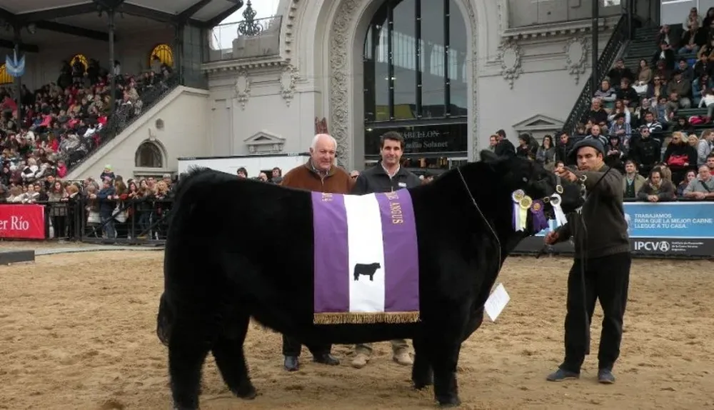 Euro, Reservado Gran Campeón en Expo Palermo 2014. Gentileza: P. Mestre