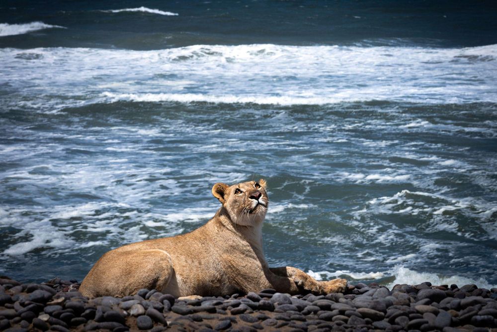 La fotógrafa Van Malderen registró el cambio de comportamiento de este grupo de leones.