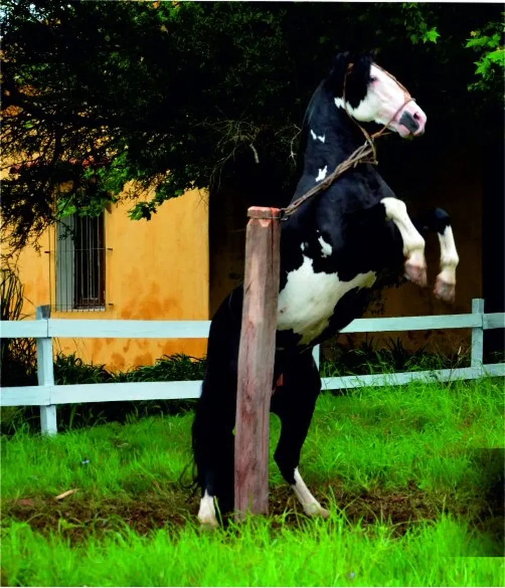 Participarán las cabañas ganadoras en morfología, doma y función