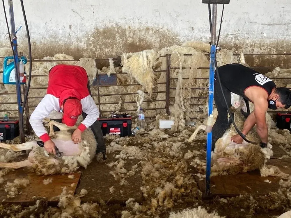 Febrero será el mes en el que se conmemorará el Día Nacional del Esquilador.