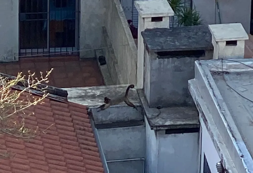 El mono saltando por los techos en Pocitos