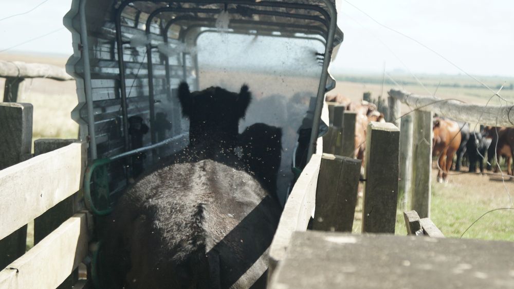 Garrapata: tratamiento en predio ganadero.