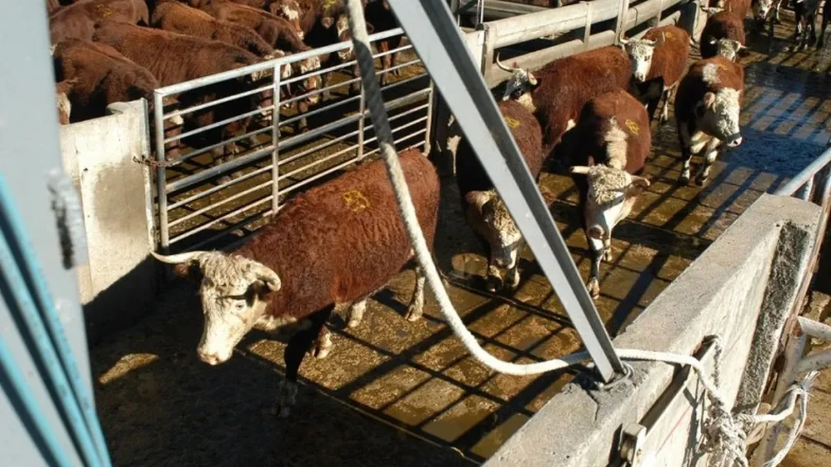 Ganadería: el año arranca con flechas para arriba en el mercado del gordo