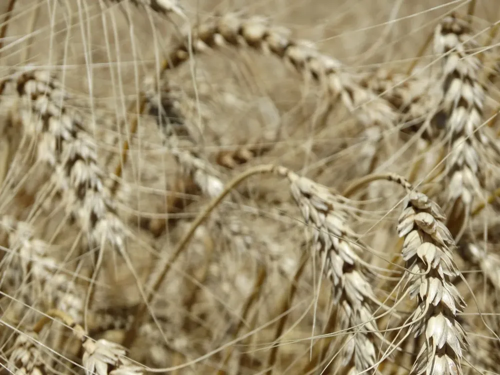 La cosecha de trigo fue la más productiva de los últimos ocho años.