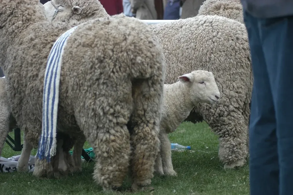 El sector ovino en la lupa de la jornada inaugural del ciclo Agro en Foco 2014