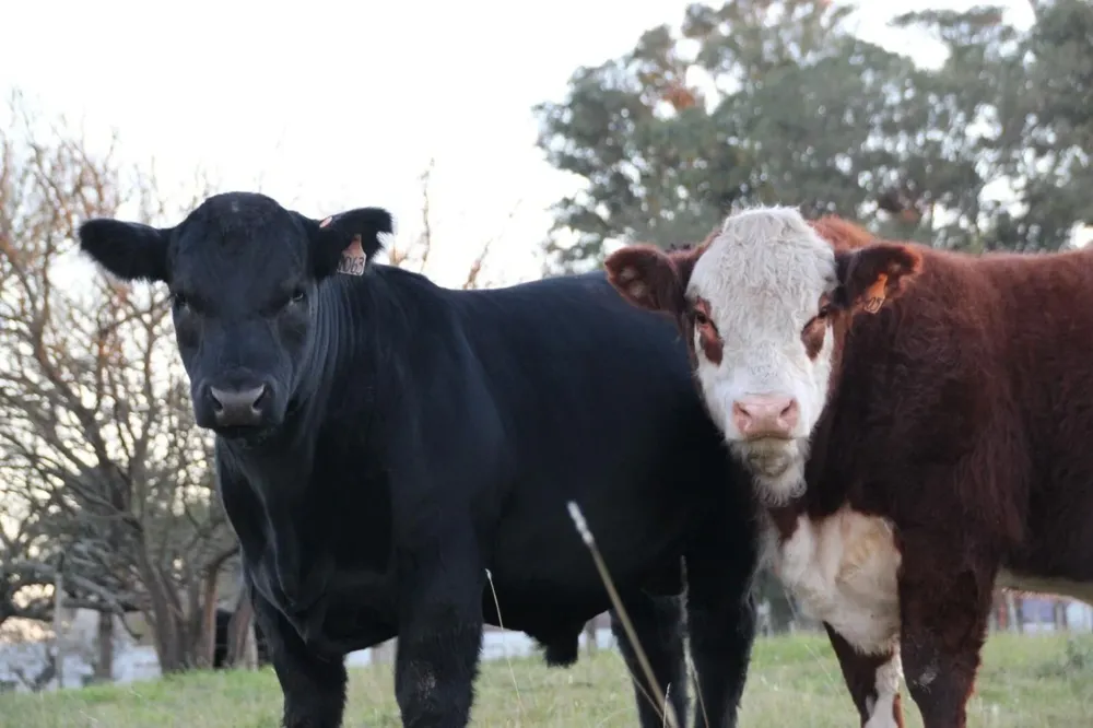 El remate, a cargo de Zambrano & Cía, se hará el sábado 2 de octubre.