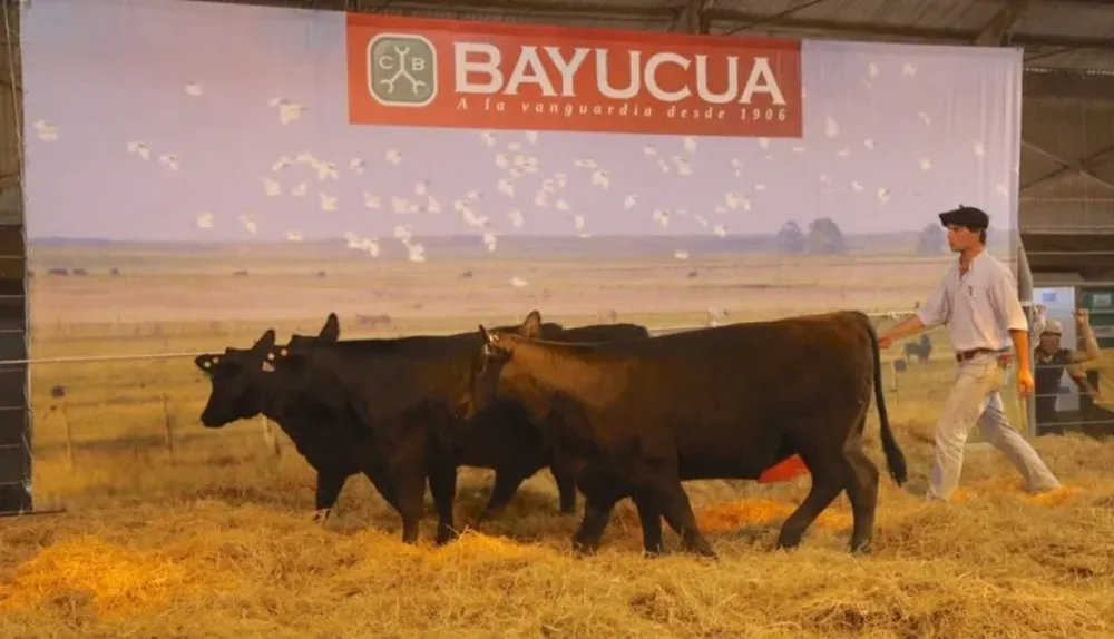 Una vez más se destacó la demanda por las hembras en el remate de Bayucuá