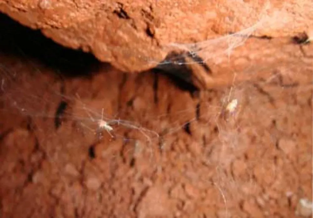 Ochyrocera misspider