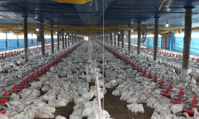 Brasil suspende exportación de pollo a China, UE y Argentina por gripe aviar a 700 kilómetros de Uruguay