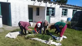 Acondicionamiento inicial de lo recolectado.