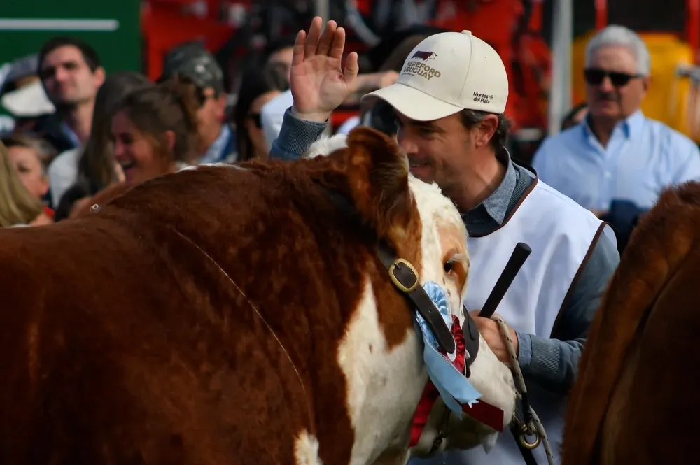 Reconocimiento del cabañero Fernando Alfonso al Gran Campeón Polled de Las Anitas.