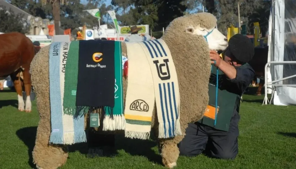 La Lucha 6721, Gran Campeón Corriedale PI de la Expo Prado 2011