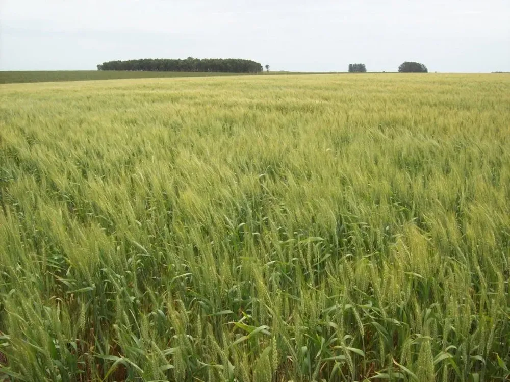 El volúmen de tierras arrendadas el año pasado cayó un 23%