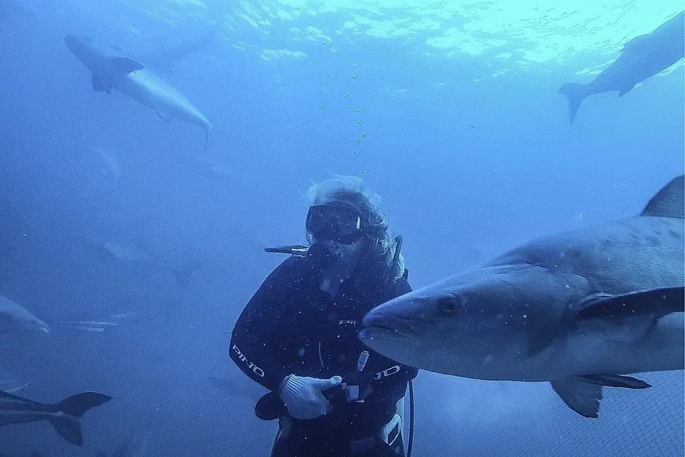 Ejemplares de cobia cultivados en la bahía de Ilha Grande, en el litoral sur del estado brasileño de Río de Janeiro.