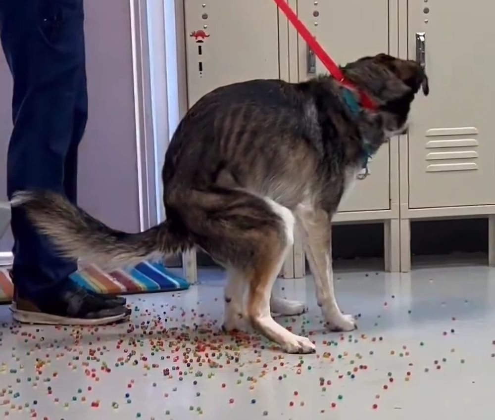 El perro defecando las bolitas decorativas.