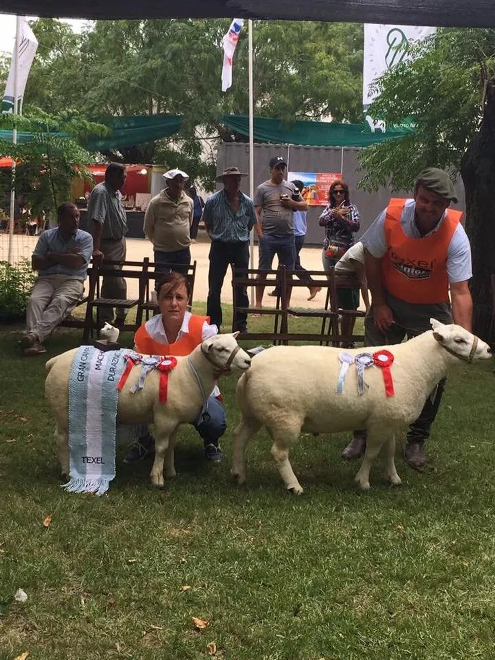 Gran Campeón Texel PI y Reservado Gran Campeón Texel PI, de Lucas La Cava Vela