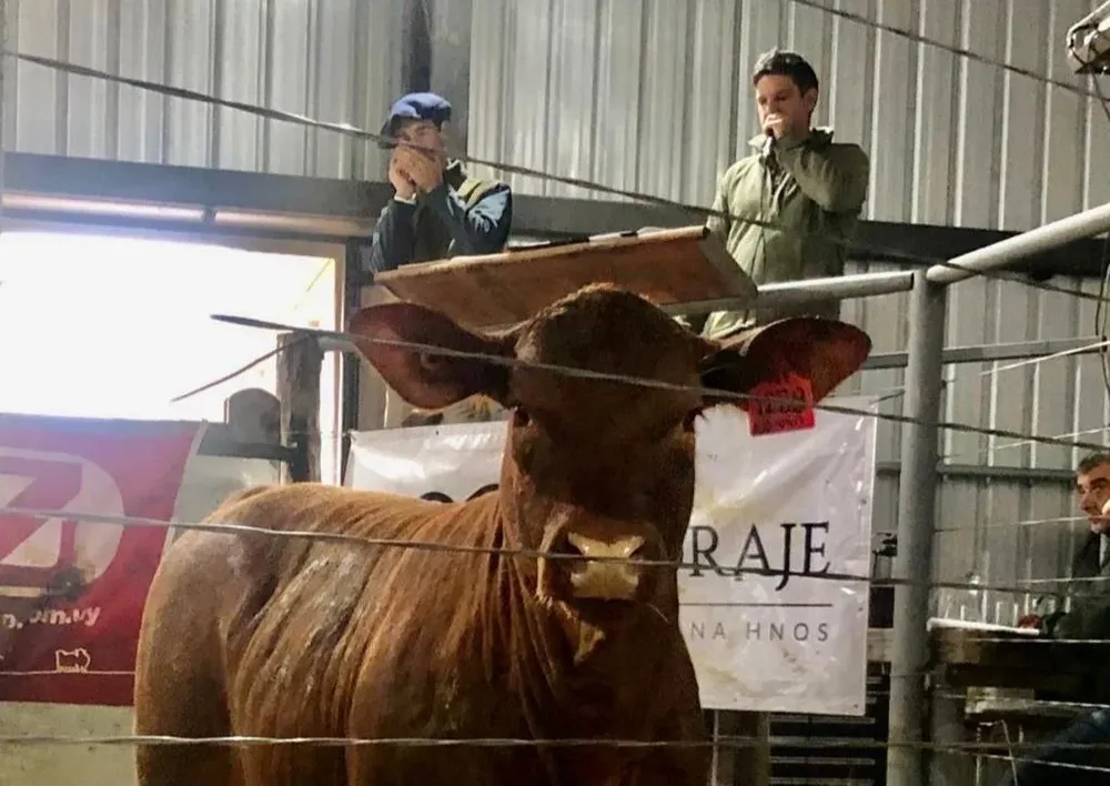 El remate se realizó en el establecimiento El Coraje.