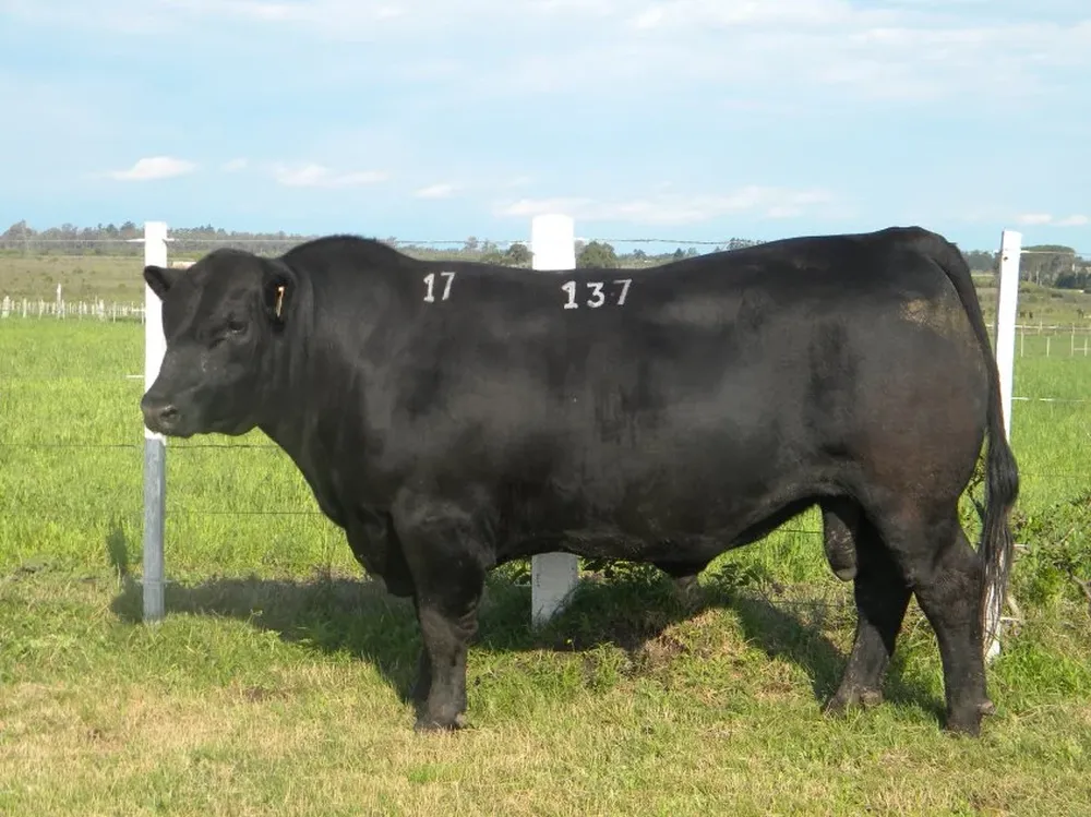 Se van vendiendo más Angus y el promedio más alto es de los Hereford.