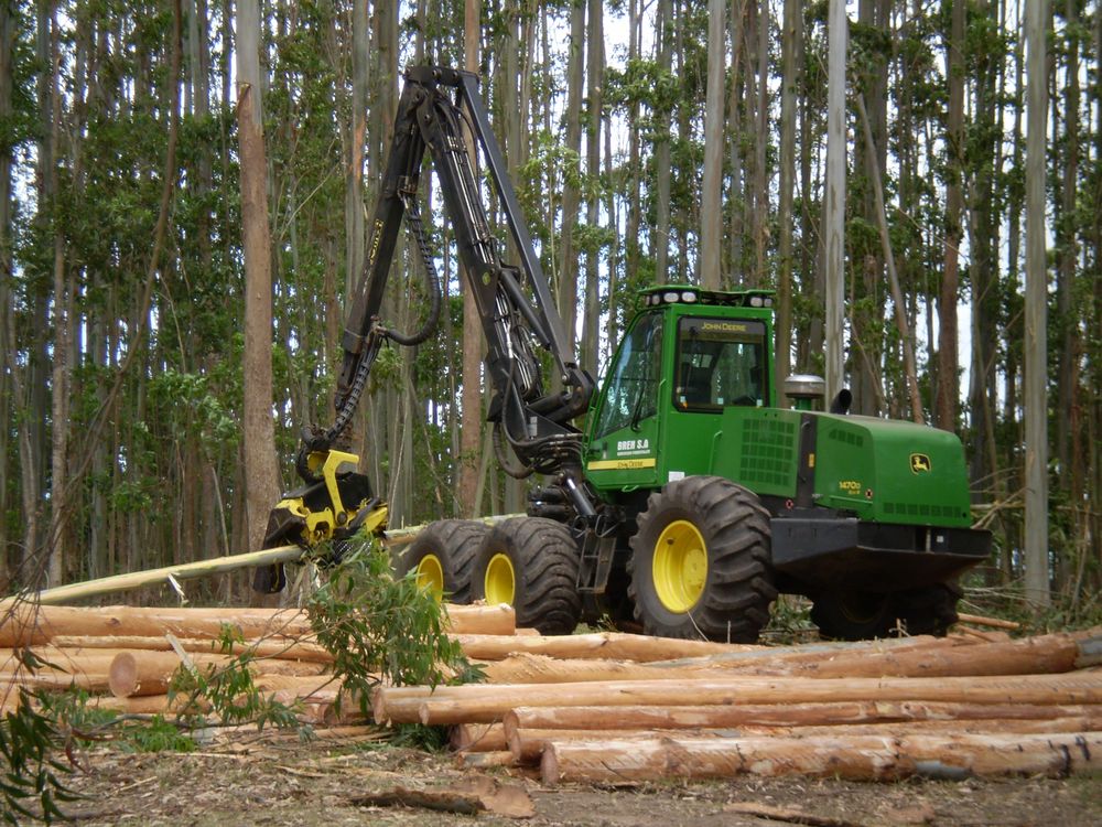 Ley forestal: aprobada en 1987, fue un mojón clave para instaurar una política de Estado que promovió el desarrollo forestal, con base en un notorio incremento de la superficie plantada.