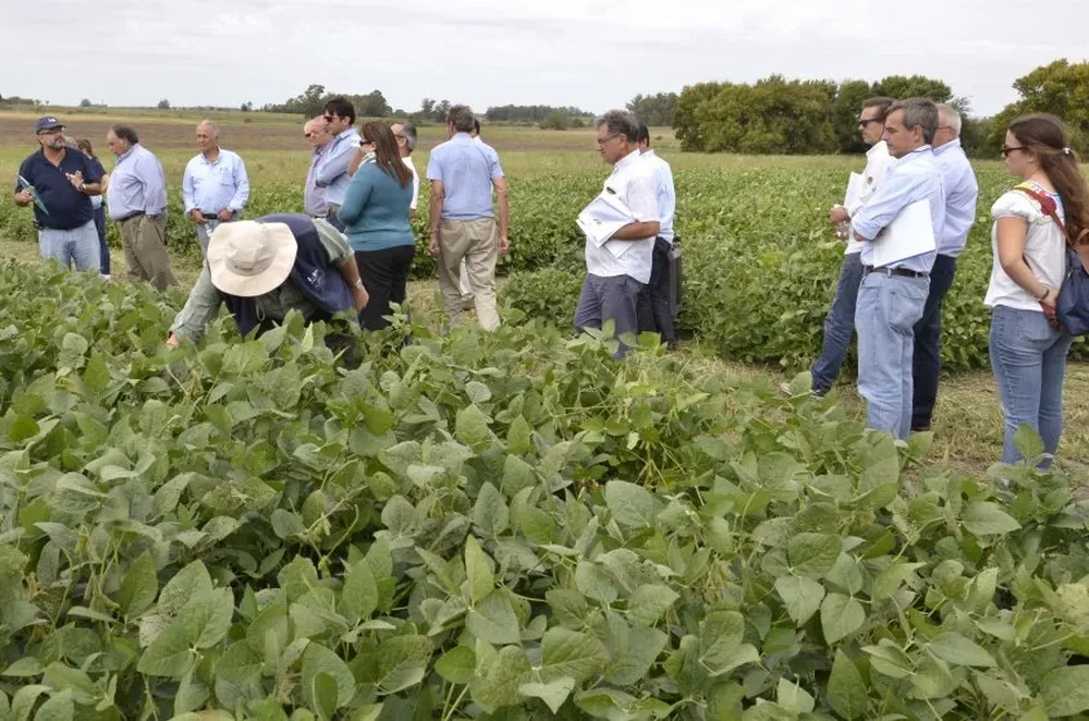 Los participantes de la jornada apreciaron de cerca a las sojas Génesis.