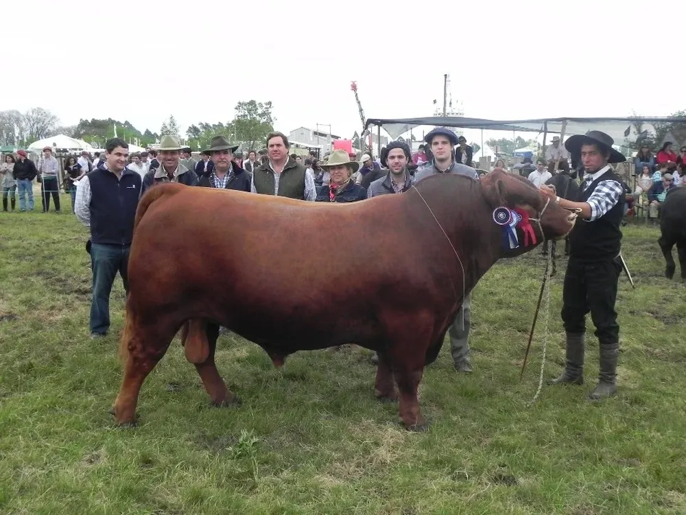 El Gran Campeón de la raza Aberdeen Angus fue un toro Senior colorado de Cambá Pytá