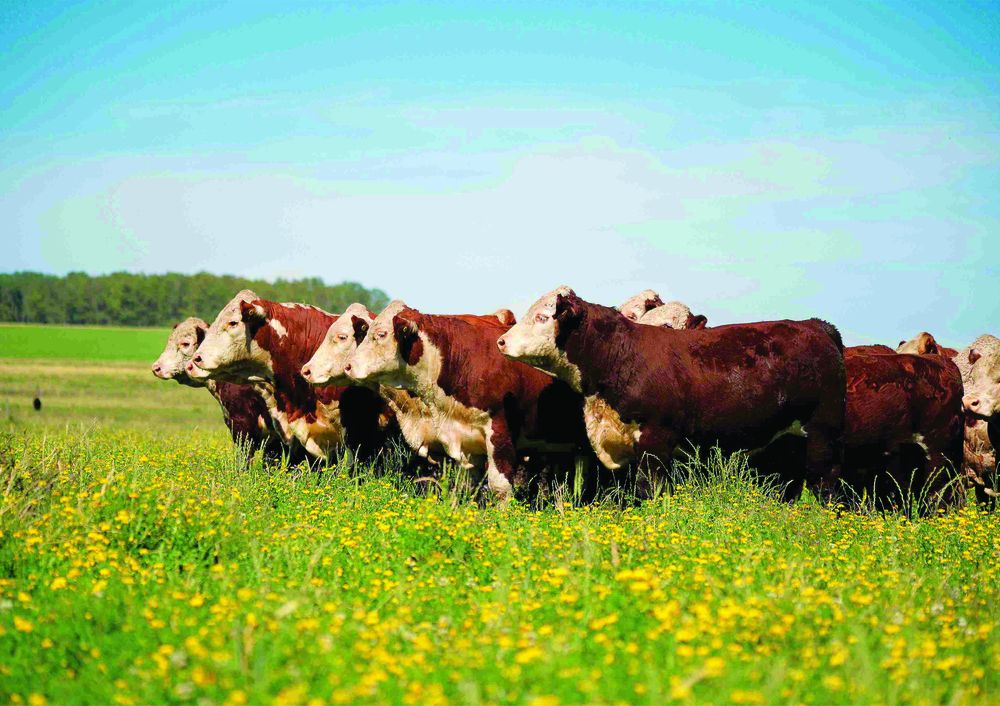 Uruguay: producción ganadera.