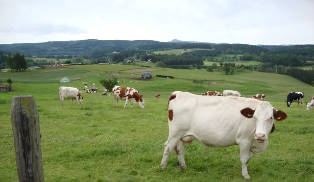 Producción ganadera en campos de Francia.