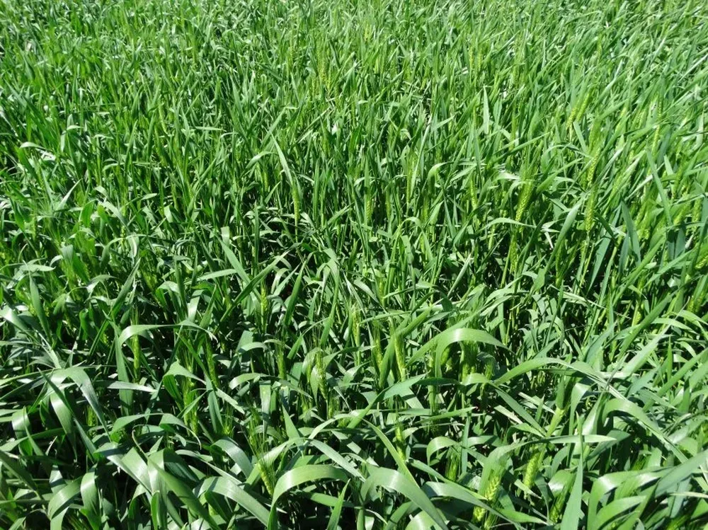 Así lucen los trigos en la zona de Dolores a esta altura del año.