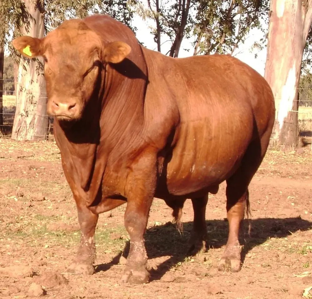Una nueva raza vacuna en Uruguay