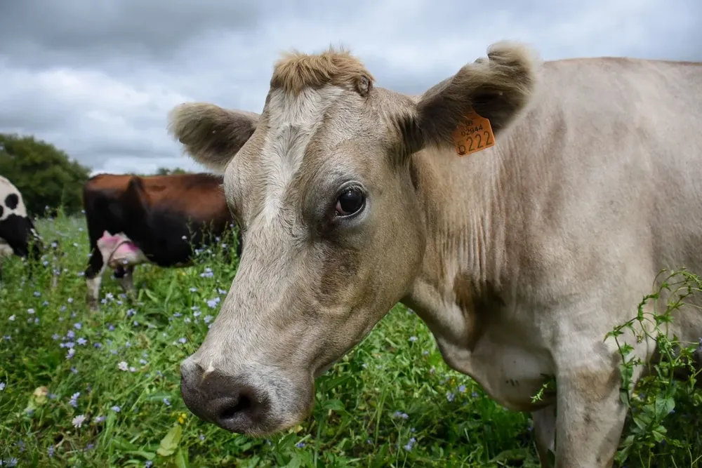 Foto de archivo de una vaca
