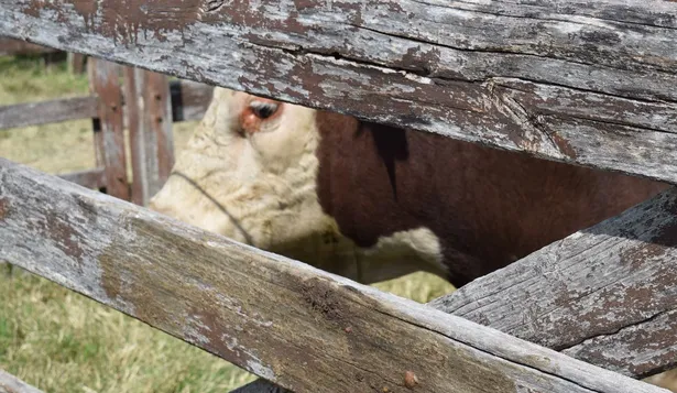 Parten a China los tres toros que Lacalle Pou le regaló a Xi Jinping