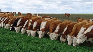 El novillo va rumbo a los US$ 6 por kilo