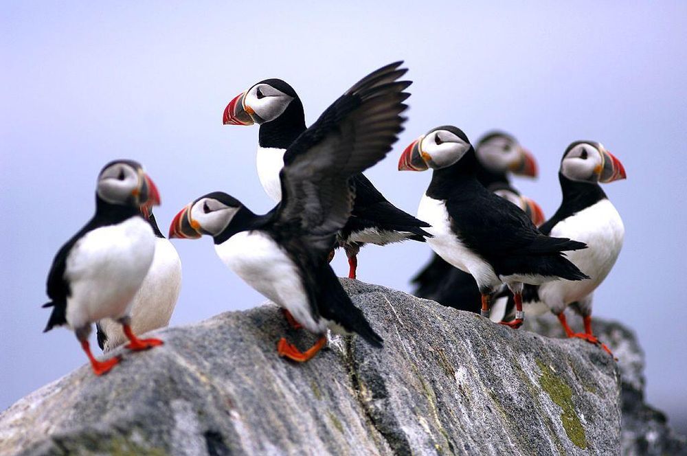 Los frailecillos y otras aves marinas son los principales habitantes de la isla Machias Seal.
