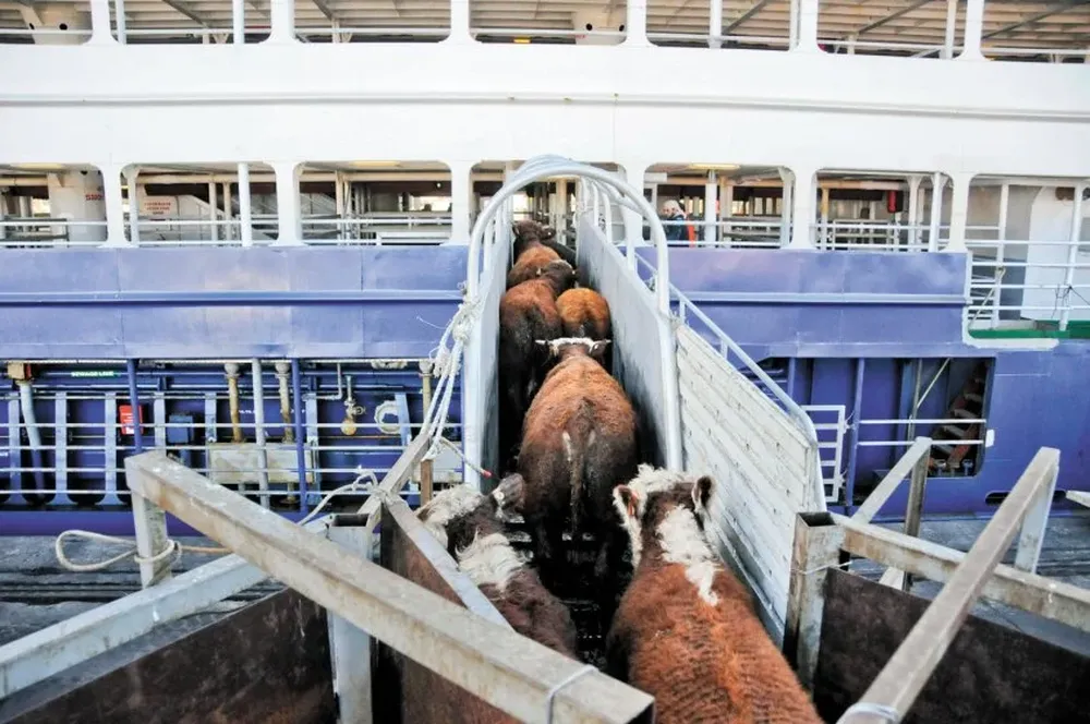 Uruguay exportó 61.974 animales vivos en 2022.