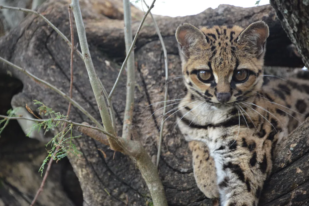 Margarita, la gata margay que vive en el Bioparque MBopicuá