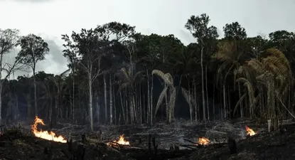 Los incendios, junto a la sequía y las altas temperaturas, produjeron el estrés en la mayor selva tropical del mundo.