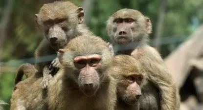 reabren el parque lecocq: que tener en cuenta para visitarlo